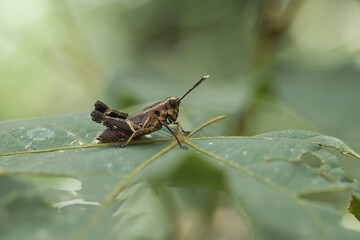 all about insect story in wildlife