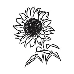 Sunflowers Hand drawn sketches of sunflowers. sunflower vector
