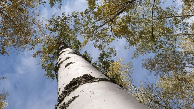 slender white trees birch grove in autumn