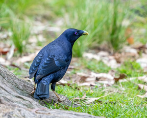 Fototapeta premium Satin Bowerbird (male)