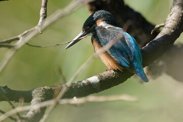 kingfisher is on the branch