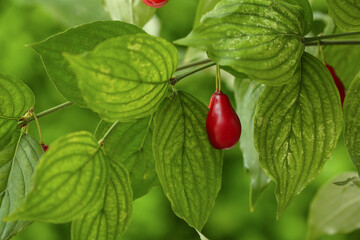 Ripe dogwood berry hanging on tree in garden, closeup