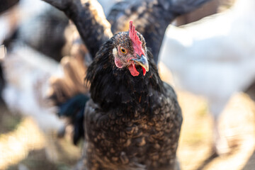 Portrait of a black hen on the farm.