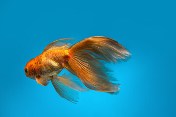Beautiful gold fish on color background