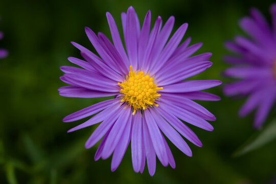 Symphyotrichum purpurea close-up. Beautiful bright purple autumn flowers bloomed in the garden. Natural floral macro background. Soft focus, motion blur. Asterales family, autumn daisy flower portrait