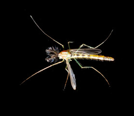 Mosquito on a black background.