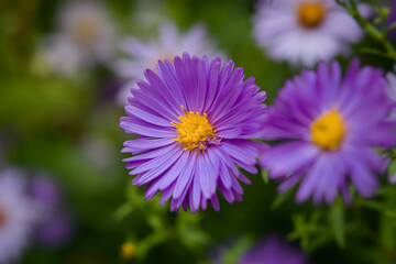 Obraz premium Symphyotrichum purpurea close-up. Beautiful bright purple autumn flowers bloomed in the garden. Natural floral macro background. Soft focus, motion blur. Asterales family, autumn daisy flower portrait