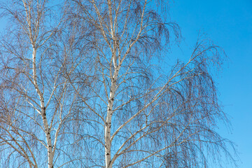 Bare branches on a tree against a blue sky.