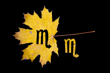 Scorpio zodiac sign carved on maple leaf