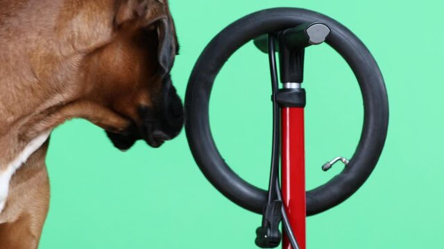 Bicycle repair. Dog with inner tube and bicycle floor pump.