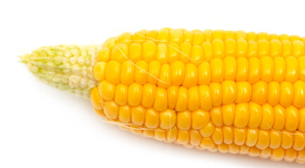 Ripe ear of corn isolated on a white background.
