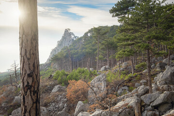 the concept of discovery and hiking, nature and freedom. Green pine mountain forest in scenic mountains. scenic Shaan-kai mountain in the background