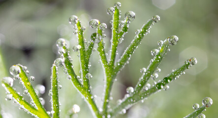 Dew drops on dill in the garden.