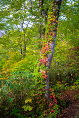 宮城県栗原市、秋田県湯沢市、雄勝郡東成瀬村、岩手県一関市にある栗駒山を紅葉の時期に登山する風景A view of climbing Mt. Kurikoma in Kurihara City, Miyagi Prefecture, Yuzawa City, Akita Prefecture, during the autumn foliage season.