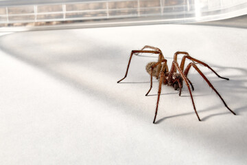 Big predatory spider trapped. Isolated on white background. Large representative of the domestic arachnid. Fear or phobia of spiders. 8 legs. Close-up. Copy space. Studio photo. Terrible animal. One