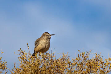 Cactus Wren sitting in a tree