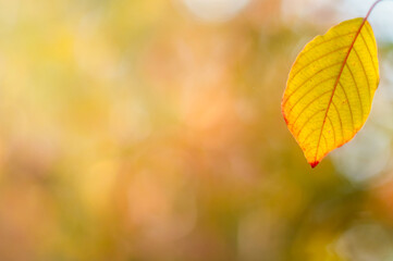 Grabowy jesienny żółty, pomarańczowy liść na tle rozświetlonego promieniami jesiennego lasu.