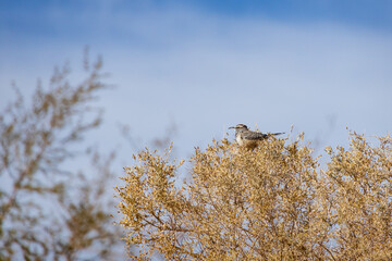 Cactus Wren sitting in a tree