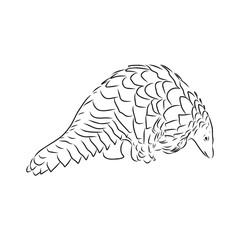 Vector illustration. Hand drawn realistic sketch of pangolin, isolated on white background
