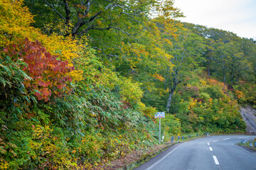 宮城県栗原市、秋田県湯沢市、雄勝郡東成瀬村、岩手県一関市にある栗駒山を紅葉の時期に登山する風景A view of climbing Mt. Kurikoma in Kurihara City, Miyagi Prefecture, Yuzawa City, Akita Prefecture, during the autumn foliage season.