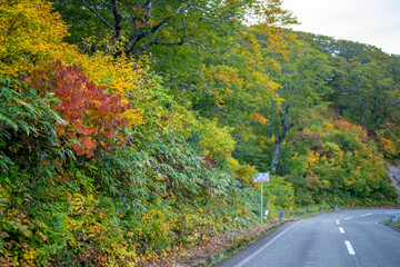 Naklejka premium 宮城県栗原市、秋田県湯沢市、雄勝郡東成瀬村、岩手県一関市にある栗駒山を紅葉の時期に登山する風景A view of climbing Mt. Kurikoma in Kurihara City, Miyagi Prefecture, Yuzawa City, Akita Prefecture, during the autumn foliage season.