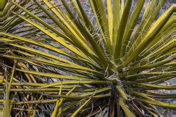 Yucca plant, close-up