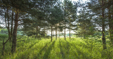 Pine trees illuminated by golden sunlight before sunset with sunbeams spilling through trees on the meadow floor illuminating the luscious grass.