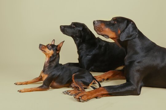 miniature pinscher, doberman and black labrador lying in profile  