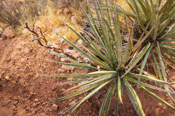 Naklejka na ściany i meble Yucca plant, close-up