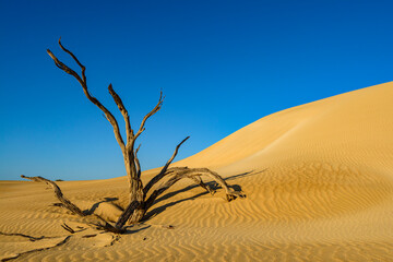 Dead tree by a sand dune, Coffin Bay National Park, Port Lincoln, Eyre Peninsula, South Australia, Australia