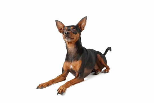 miniature pinscher lying on the floor isolated on white 