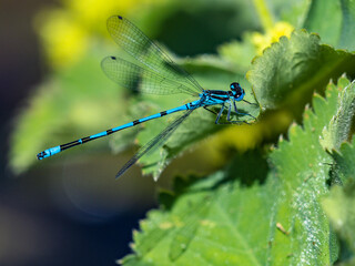 Blue Dragonfly