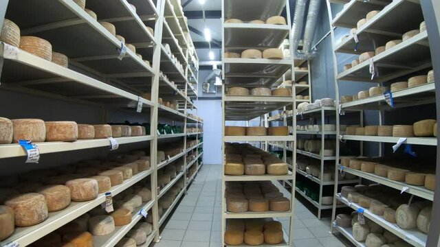 Shelves with aged cheeses. Industrial production of hard cheeses maturing on the shelves in the basement of the cheese factory. Cheese row