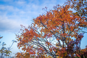 宮城県栗原市、秋田県湯沢市、雄勝郡東成瀬村、岩手県一関市にある栗駒山を紅葉の時期に登山する風景A view of climbing Mt. Kurikoma in Kurihara City, Miyagi Prefecture, Yuzawa City, Akita Prefecture, during the autumn foliage season.