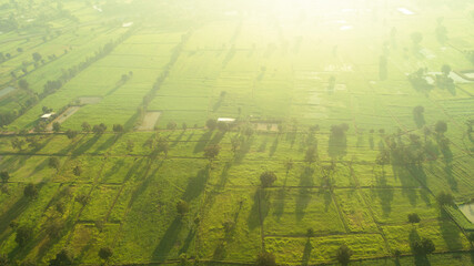beautiful Aerial view green rice field view of Nakhon Ratchasima, Thailand