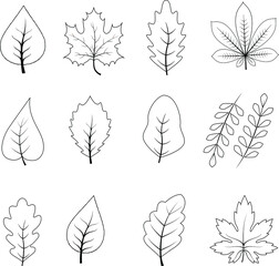 Set of autumn leaves. Linear vector icons.