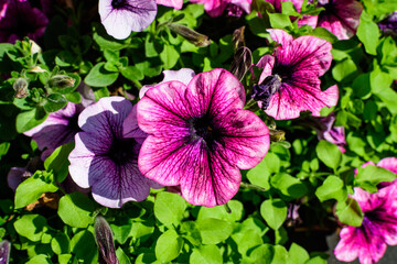 Large group of vivid pink Petunia axillaris flowers and green leaves in a garden pot in a sunny summer day.