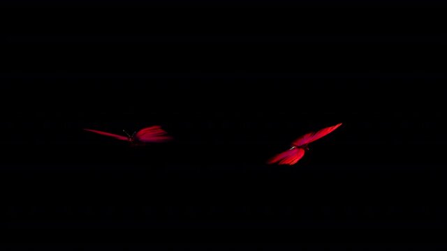 2 Red Butterflies - Flying Loop - Alpha Channel - 3D Animation