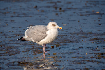 Silbermöwe am Strand