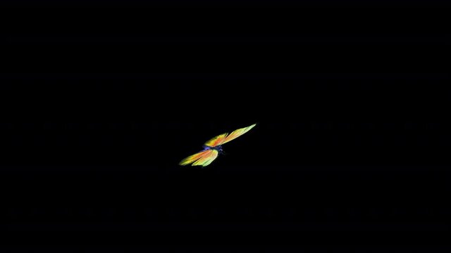 Rainbow Butterfly - II - Flying Loop - Alpha Channel - 3D Animation