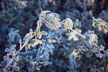The frost-covered grass is illuminated by the sun on an autumn morning.