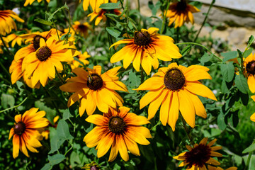 Fototapeta na wymiar Bright yellow flowers of Rudbeckia, commonly known as coneflowers or black eyed susans, in a sunny summer garden, beautiful outdoor floral background photographed with soft focus.