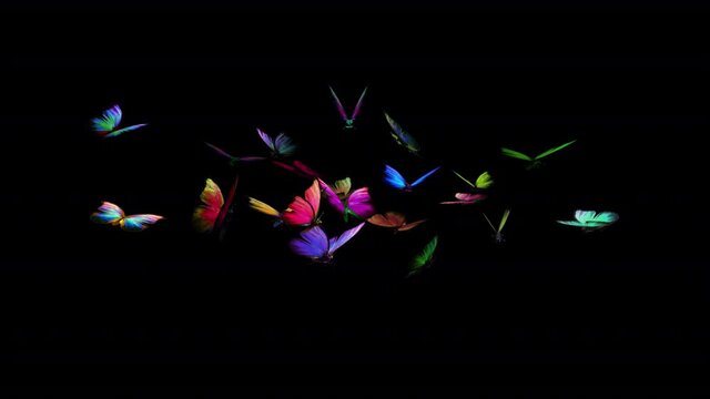 21 Rainbow Butterflies - Flying Loop - Alpha Channel - 3D Animation