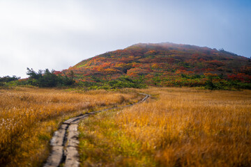 宮城県栗原市、秋田県湯沢市、雄勝郡東成瀬村、岩手県一関市にある栗駒山を紅葉の時期に登山する風景A view of climbing Mt. Kurikoma in Kurihara City, Miyagi Prefecture, Yuzawa City, Akita Prefecture, during the autumn foliage season.