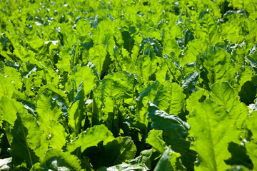 green beet for sugar production in the agricultural field