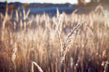 The dry grass covered with dew is illuminated by the sun on an autumn morning.
