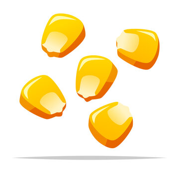 Corn kernel maize vector isolated illustration