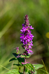 Lythrum salicaria flower growing in field, close up shoot