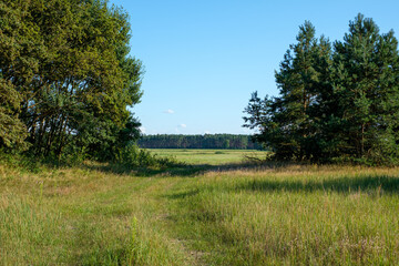 Natur Wiese 