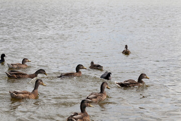 wild nature with flying and waterfowl